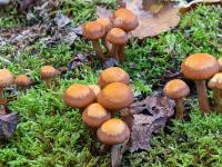 Vier kleinere Pilzgruppen verteilt im Moosuntergrund